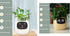 Smart Planter Endless Fun Over 49 Rich Expressions 7 Smart Sensors And AI Chips Make Raising Plants Easy And Fun TRENDFLOW