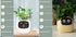 Smart Planter Endless Fun Over 49 Rich Expressions 7 Smart Sensors And AI Chips Make Raising Plants Easy And Fun TRENDFLOW